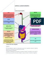 Aparat Digestivo