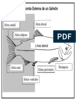 Anatomia Salmon