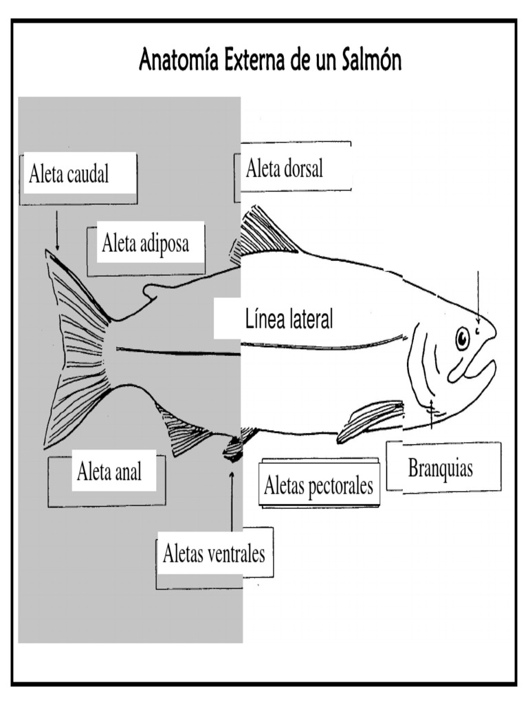 Anatomía del Salmón: Partes y Funciones | PDF