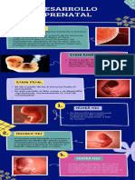 Infografía Desarrollo Prenatal