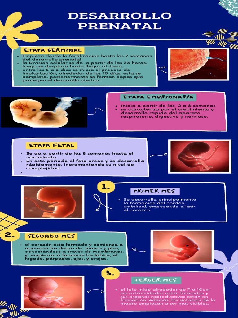 Infografía Desarrollo Prenatal (1) | PDF | Feto | Desarrollo prenatal