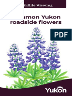 Env Common Yukon Roadside Flowers