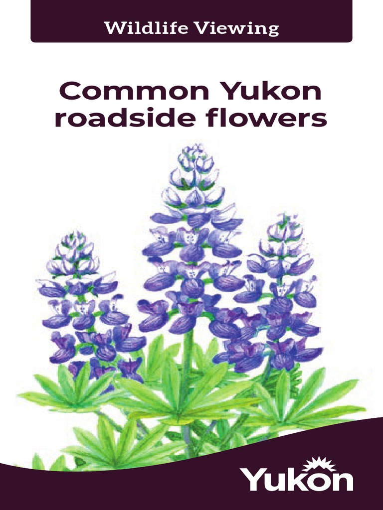 Env Common Yukon Roadside Flowers PDF Botany Plants