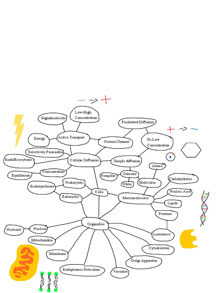 End of Unit Concept Map | PDF