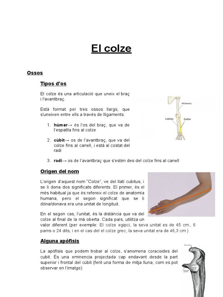 Treball Colze Anatomia | PDF