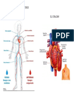 El Sistema Circulatorio