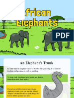 Elephants PP