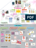 Biología del floema y xilema