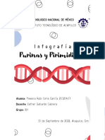 Infografía Purinas y Pirimidinas