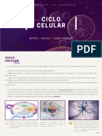 Ciclo celular: mitose e meiose