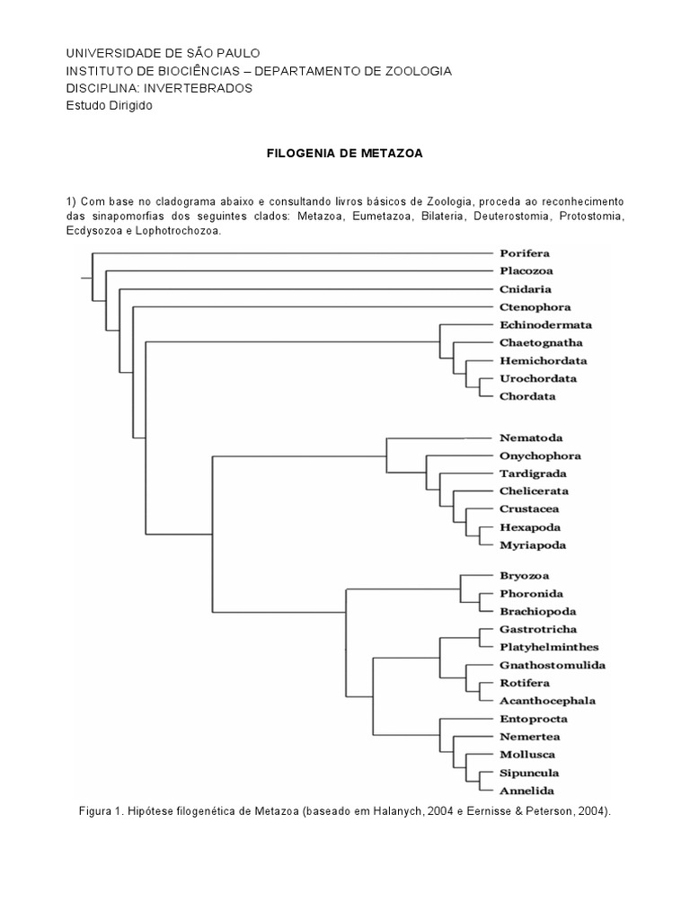 2.estudo Dirigido - Filogenia de Metazoa | PDF | Evolução biológica | Taxa