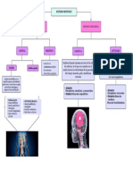 Sistema Nervioso