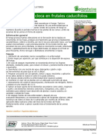 Control de Cloca en Frutales Caducifolios: Reconocimiento Del Problema