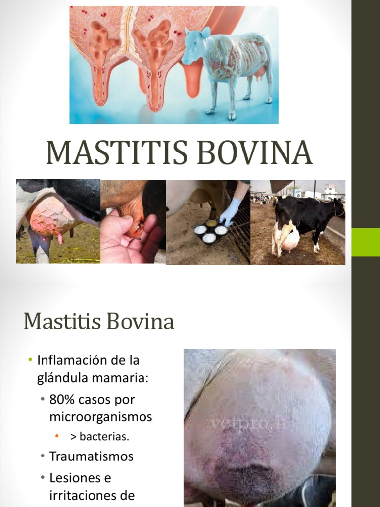 Tipos y Manejo de Mastitis Bovina | PDF