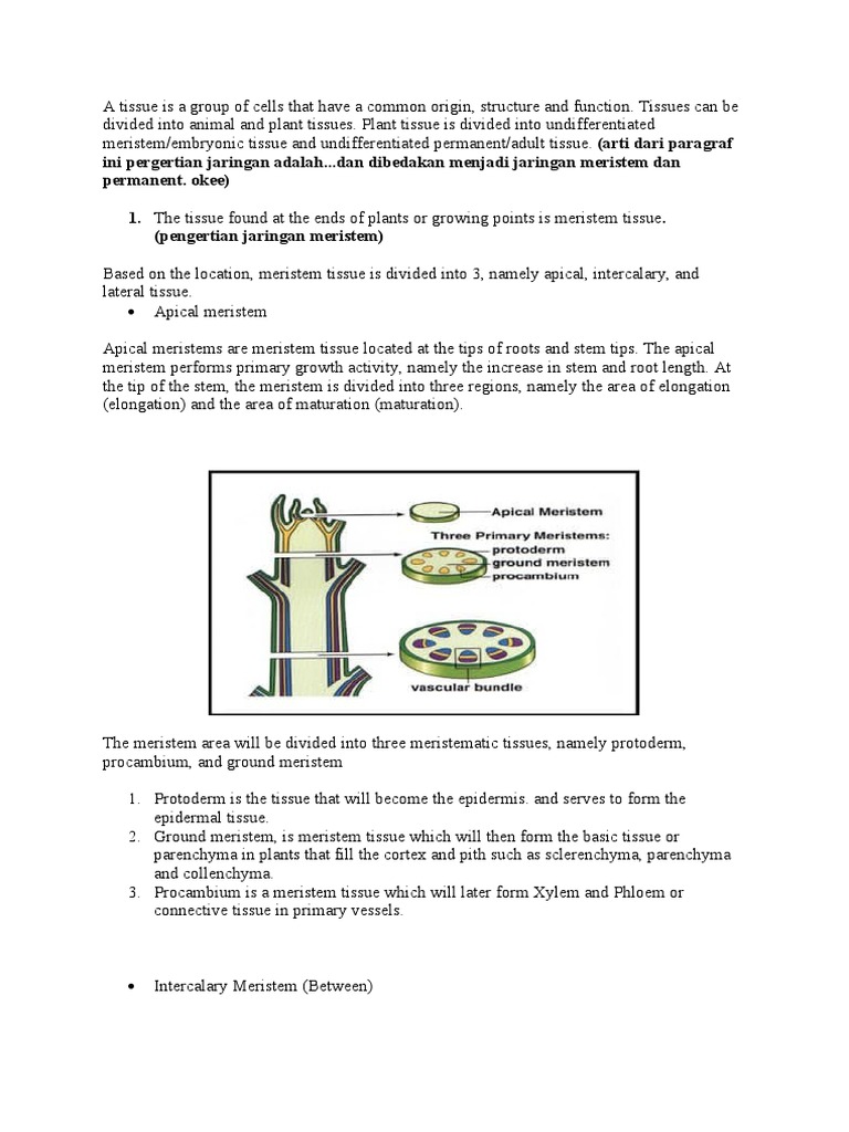 Meristem and Permanent Tissue Overview | PDF | Tissue (Biology) | Plant ...