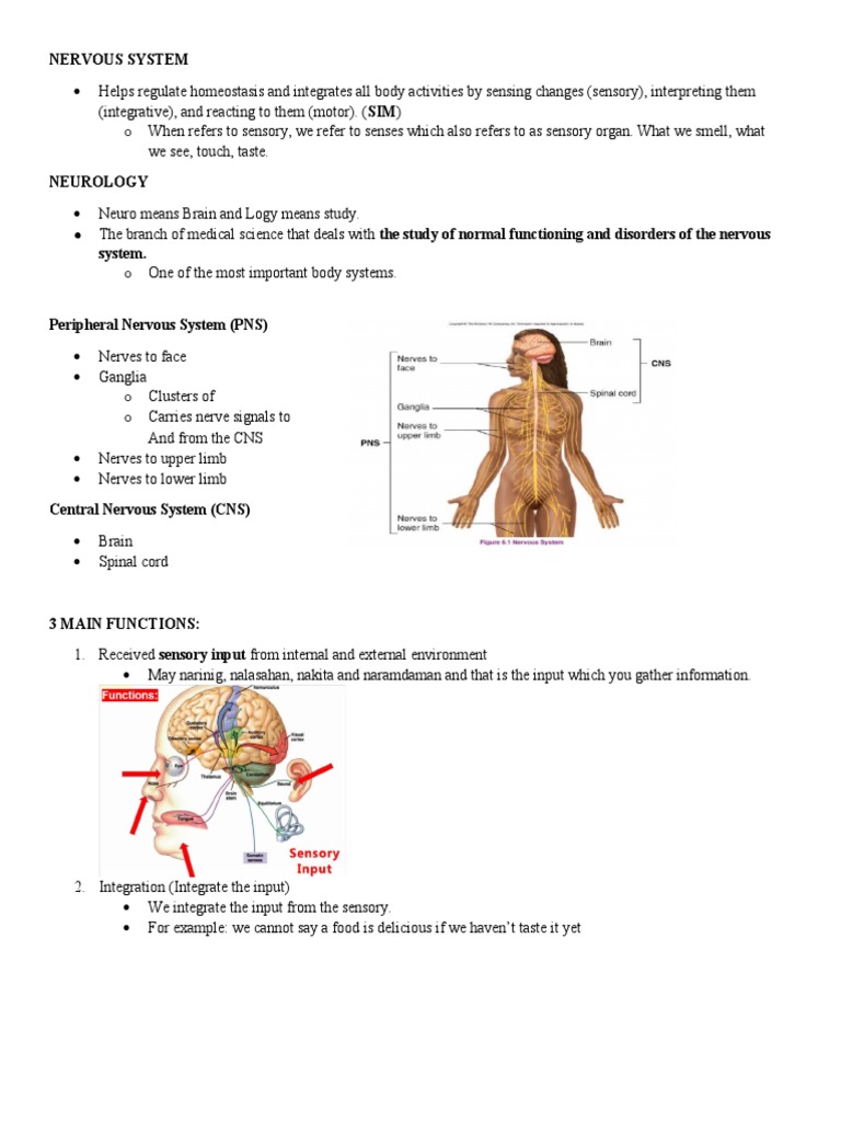 Overview of the Nervous System Functions | PDF | Central Nervous System ...