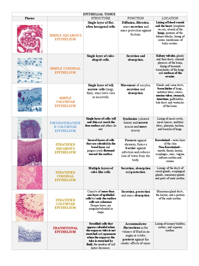 Tissue Types & Functions Guide | PDF | Epithelium | Connective Tissue