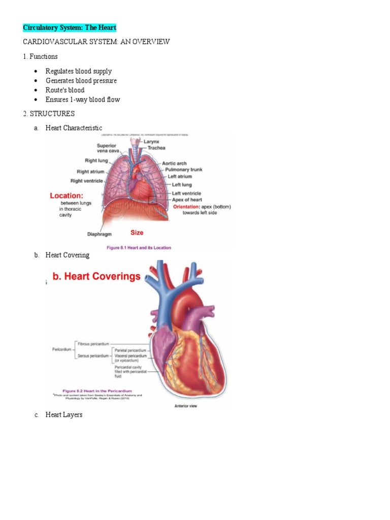 Anatomy And Physiology Circulatory System The Heart Pdf Heart