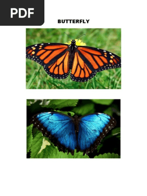 BUTTERFLY