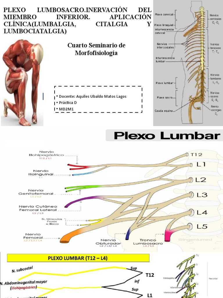 Plexo Lumbosacro | PDF