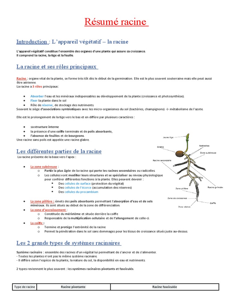 Anatomie et Types de Racines Végétales | PDF | Racine | Tige (Plante)