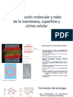 Biología Celular Sesión 12 Organización Molecular y Roles de La Membrana, Superficie y Córtex Celular
