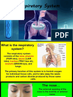 Respiratory System