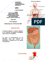 Sistema Digestivo