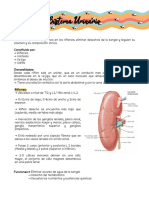 Sistema Urinario