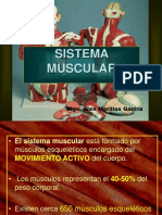 Sistema Muscular I