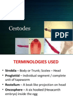 Cestodes