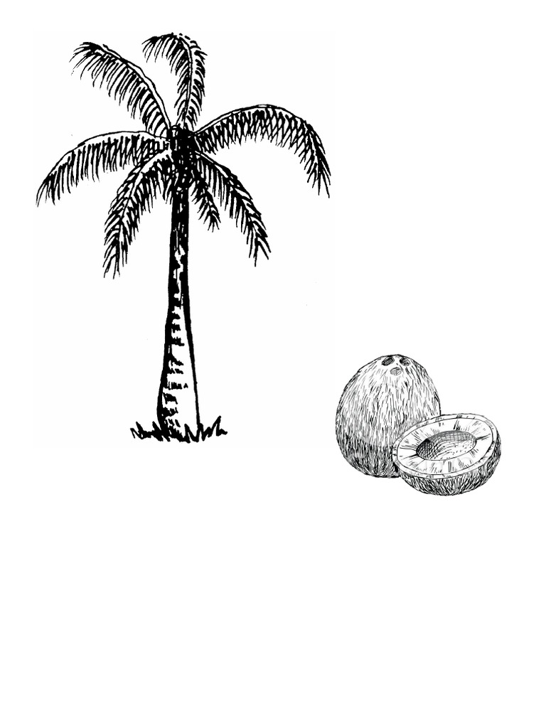 Coconut Song Pdf