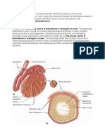 Sertoli cells are the nutritive cells present inside seminiferous tubules