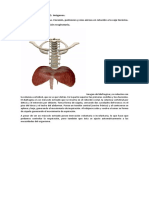 Imágenes del Sistema Respiratorio_aa0953b456db998c951d99da92688a1c