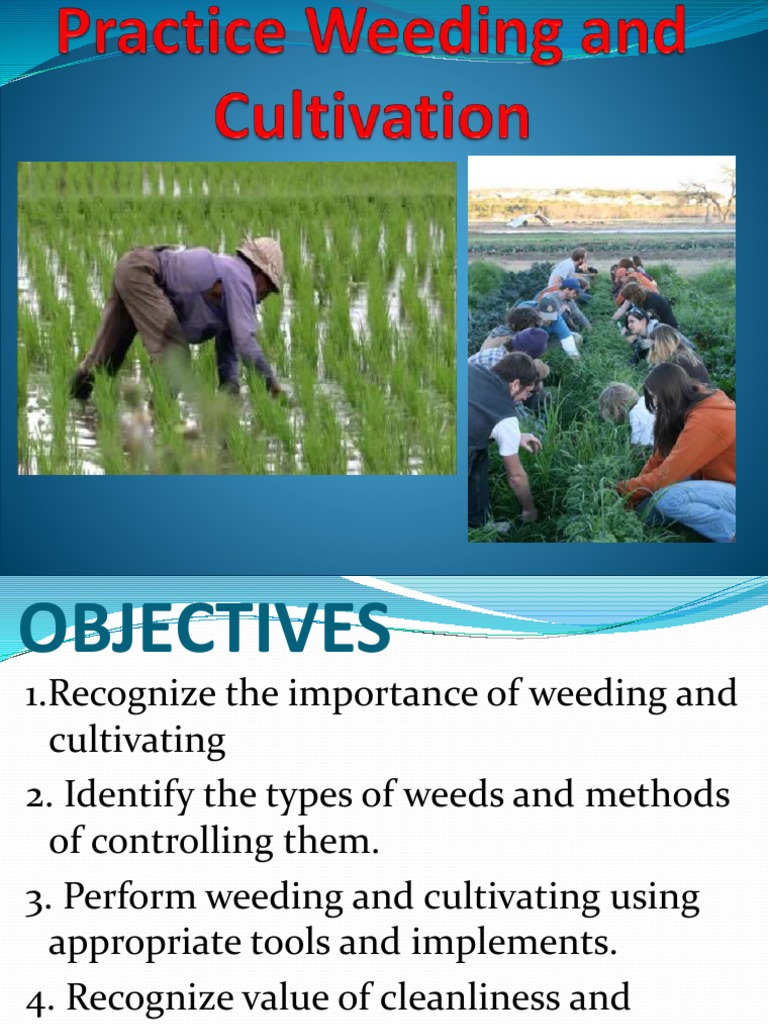 Practiceweedingandcultivation 171210130324 | PDF