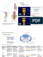 Neuroanatomy Tracts