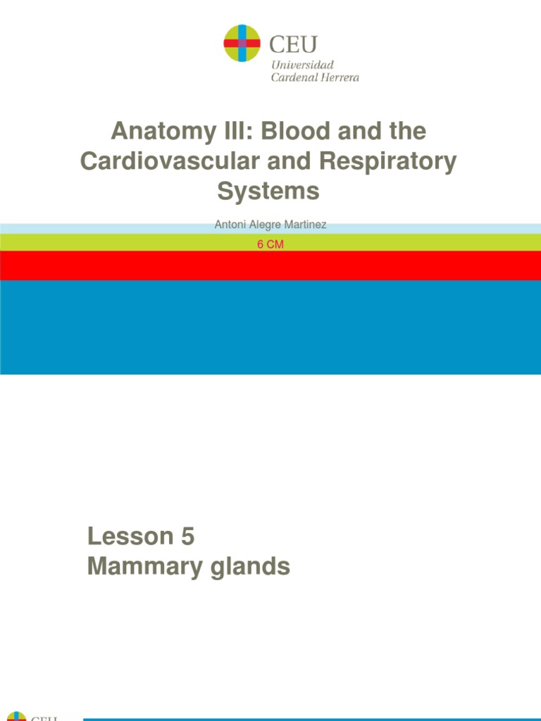 Lesson 05. Mammary Glands | PDF | Breast | Nipple