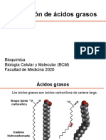 Teórico Oxidación de Ácidos Grasos