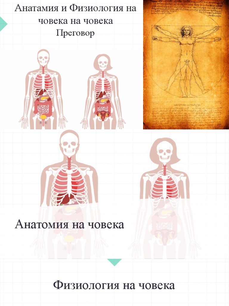 Анатомия на човека | PDF