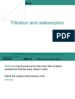 SB8.1p Filtration and Reabsorption