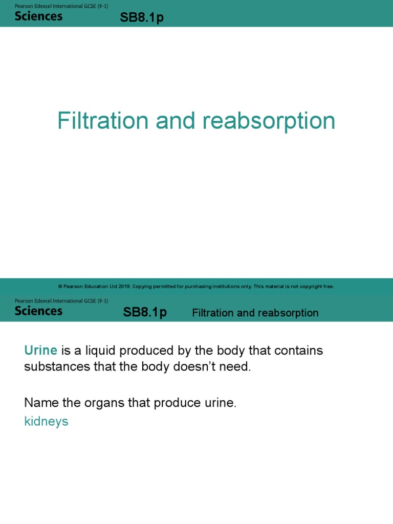 SB8.1p Filtration and Reabsorption PDF Organ (Anatomy) Chemistry