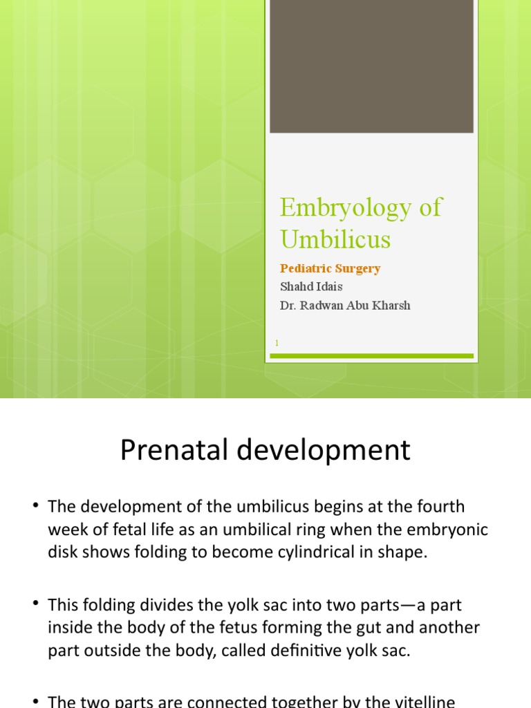 Embryology of Umbilicus PDF Anatomy Morphology (Biology)