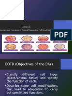 Structure of Animal Tissue g12 BIO