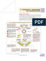 Transporte y Maduración Del Espermatozoide