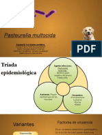 Pasteurella-Multocida Triadas