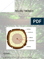 Partes Del Tronco