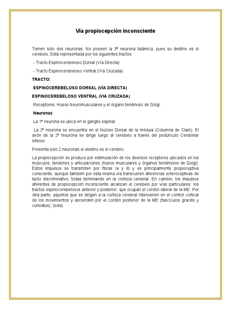 Vía de la Propiocepción Inconsciente | PDF | Cerebelo | Cerebro