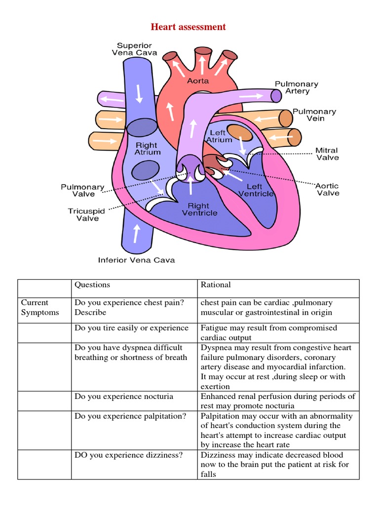 Heart Assessment | PDF | Heart | Pulse