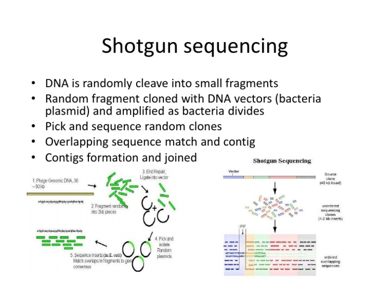 Shotgun Sequencing PDF