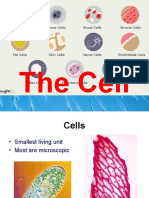 The Cell: Smallest Living Unit